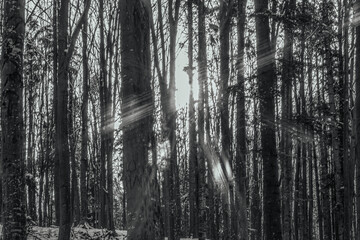 Fototapeta premium Landscapes - Forest - Europe, Romania, Suceava region