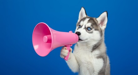 Fototapeta premium Husky puppy with pink megaphone, pet or animal with announcement, blue background or talking. Cute, domestic or funny with communication, attention or promotion for news