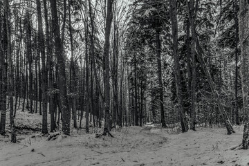 Landscapes - Forest - Europe, Romania, Suceava region