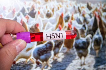 A hand holding a test tube labeled "H5N1" against a background of a chicken coop with chickens. © JUN LI