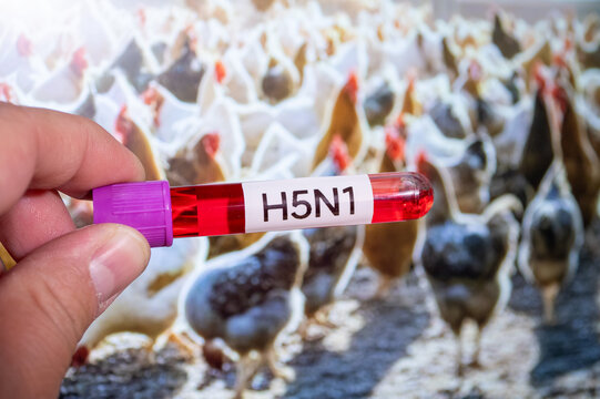 A hand holding a test tube labeled "H5N1" against a background of a chicken coop with chickens.