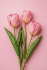 Fototapeta premium Beautiful pink tulips arranged elegantly on a soft pink background showcasing their vibrant colors and delicate
