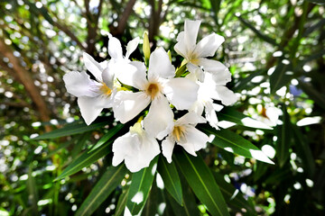 FLOR VERANO PRIMAVERA JARDÍN FLOR BLANCA