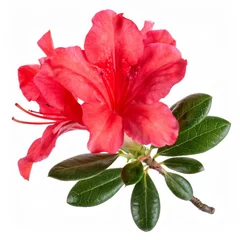 Fototapete Rund Vibrant red azalea blossoms blooming against crisp white backdrop, highlighting delicate petals and rich emerald foliage © ArtPixel-Portfolio