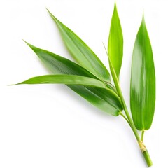 Fototapeta premium Green bamboo stalks segmented, slender leaves displaying natural botanical freshness