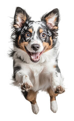 Fototapeta premium Australian shepherd dog with joyful expression jumping on transparent background, playful pet concept