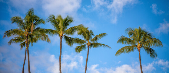 Panoramic View of a Palm Grove Under Partly Cloudy Skies.