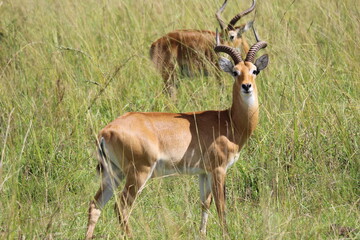 Impala Antelope in African Safari