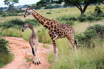 Giraffe standing with child © Nathan