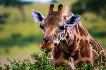 giraffe eating grass