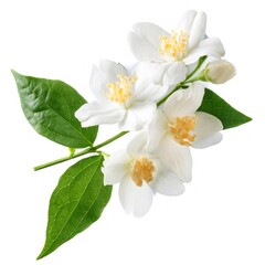 Obraz premium Close up of delicate Chilean jasmine blossoms exuding elegance and purity against a pristine white backdrop