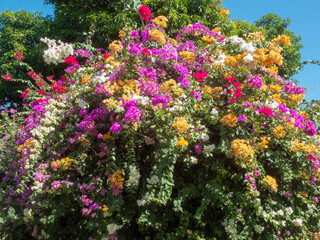 A bougainvillea tree full of colorful flowers.
