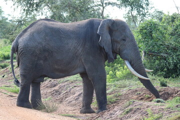 elephant in the wild