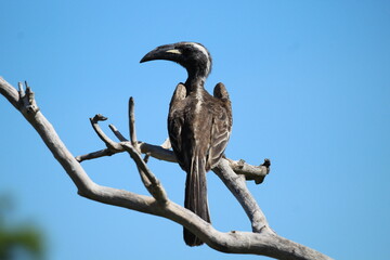 vulture perched on a branch