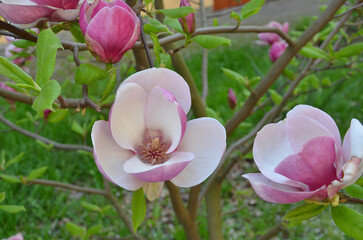 Saucer Jane magnolia tree festival blooms in spring.Closeup photo branches with flowers and leaves.Gardening, planting magnolia tree concept.
