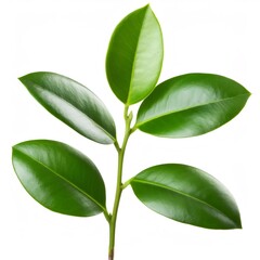 Obraz premium Studio shot of a green Clusia branch with thick, oval leaves, isolated on a white background, showcasing the full depth of field