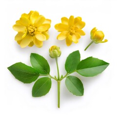 Naklejka premium Lysimachia nummularia branch with green leaves and yellow flowers, lying on a white background