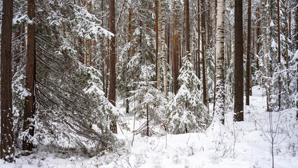 Fluffy young Christmas trees covered with snow among the trunks of pines and birches in the winter forest. Winter landscape with snow-covered trees. The concept walks and activities in winter time.