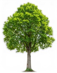 Fototapeta premium Green ash tree standing against white backdrop, displaying lush foliage and natural strength