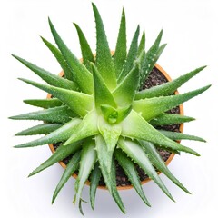 Fototapeta premium Top view of a vibrant green aloe vera plant with fleshy leaves, thriving in a terracotta pot against a clean white backdrop