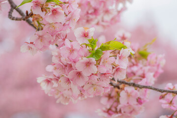 Obraz premium 河津桜の花