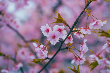河津桜の花