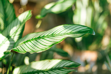 Close up Goeppertia ornata ornamental plant