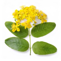 Naklejka premium Studio shot of a golden rain tree branch with yellow flowers and green leaves, isolated on a white background
