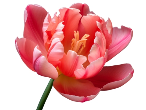 Close up of a beautiful coral tulip.  Spring flower, vibrant color, botanical beauty.
