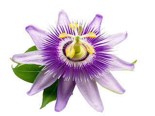 Close up of a vibrant purple passion flower.  Beautiful floral image.