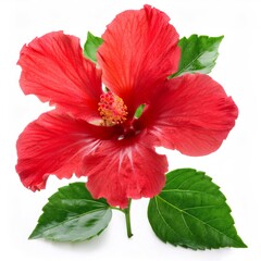 Red hibiscus flower opening, green leaves spreading, studio lit against pristine white backdrop