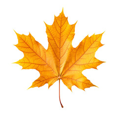 Fototapeta premium Vibrant Autumn Maple Leaf. Concept of Fall, Nature, and Change.