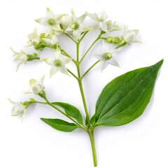 Fototapeta premium Close up mountain pepper branch displaying delicate white blossoms, verdant leaves against pristine white background