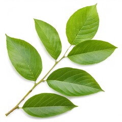 Naklejka premium Studio shot of a fresh Osage orange branch with glossy green leaves, isolated on a white background