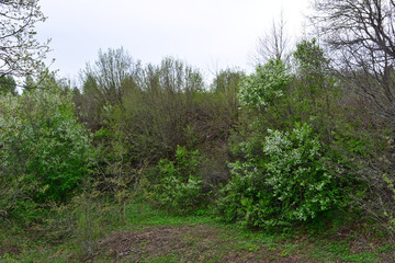 a forest with a few blooming trees and a few green leaves