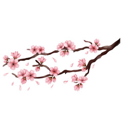 Cherry blossoms 
