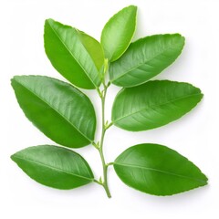 Fototapeta premium Green lime branch extending multiple heart shaped leaves, showcasing natural freshness against pristine white background