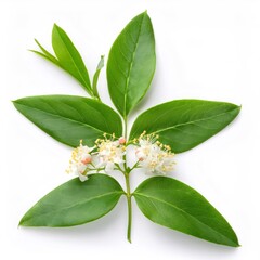 Glossy green firefly sweet box branch, displaying delicate white blossoms, positioned against pristine white backdrop