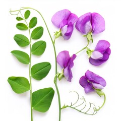 Studio shot of vibrant purple sweet pea flowers and leaves arranged on a white background, capturing the beauty and freshness of nature