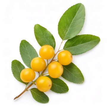 White background studio image depicting western soapberry branch bearing ripe yellow berries and verdant foliage