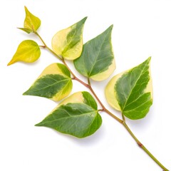 Obraz premium Variegated wintercreeper leaves spreading green and yellow patterns against pristine white surface, highlighting botanical detail