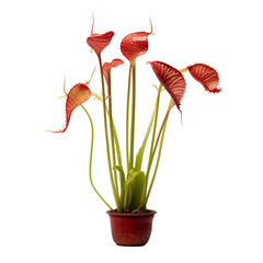Carnivorous plant in a pot.  Vibrant red pitcher plant.  Unique indoor plant.