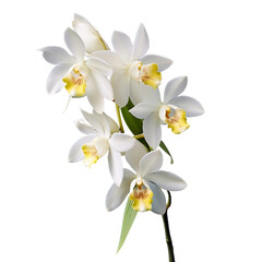 Beautiful bouquet of white orchids.  Elegant and delicate flowers.