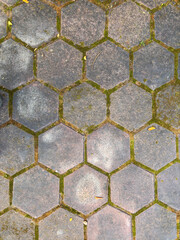A brick walkway with a green mossy appearance
