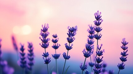 Obraz premium Soft Blue and Lavender Bokeh Lights Symbolizing Tranquility