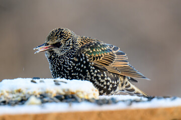 European Starling at a Bird Feeder