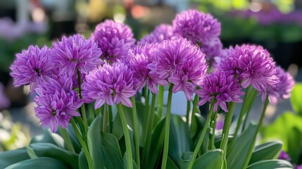 Fototapeta premium Vibrant Purple Flowers Blooming in a Garden Setting