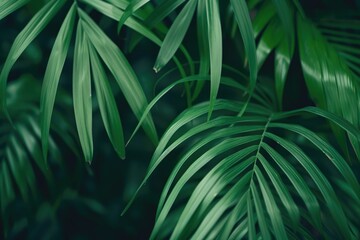 Fototapeta premium Green background concepts.Tropical palm leaves jungle leaf close up