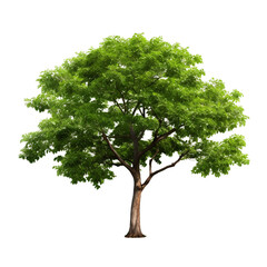 Obraz premium Green tree isolated on white background. Nature, environment, ecology concept.