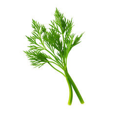 Fresh Dill Herb. Culinary herb for cooking and garnishing.